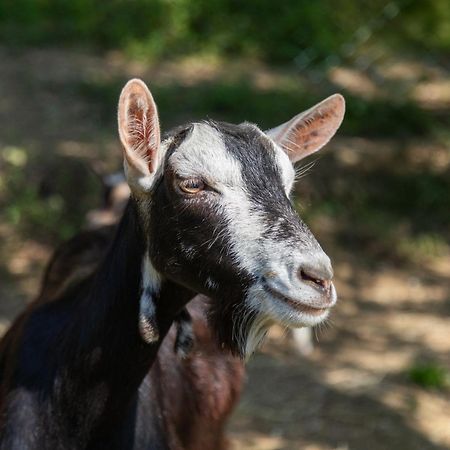 Alpaca Country House Pontedera Ngoại thất bức ảnh
