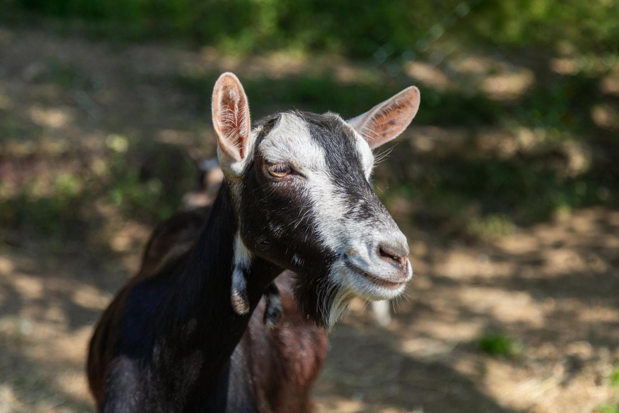 Alpaca Country House Pontedera Ngoại thất bức ảnh