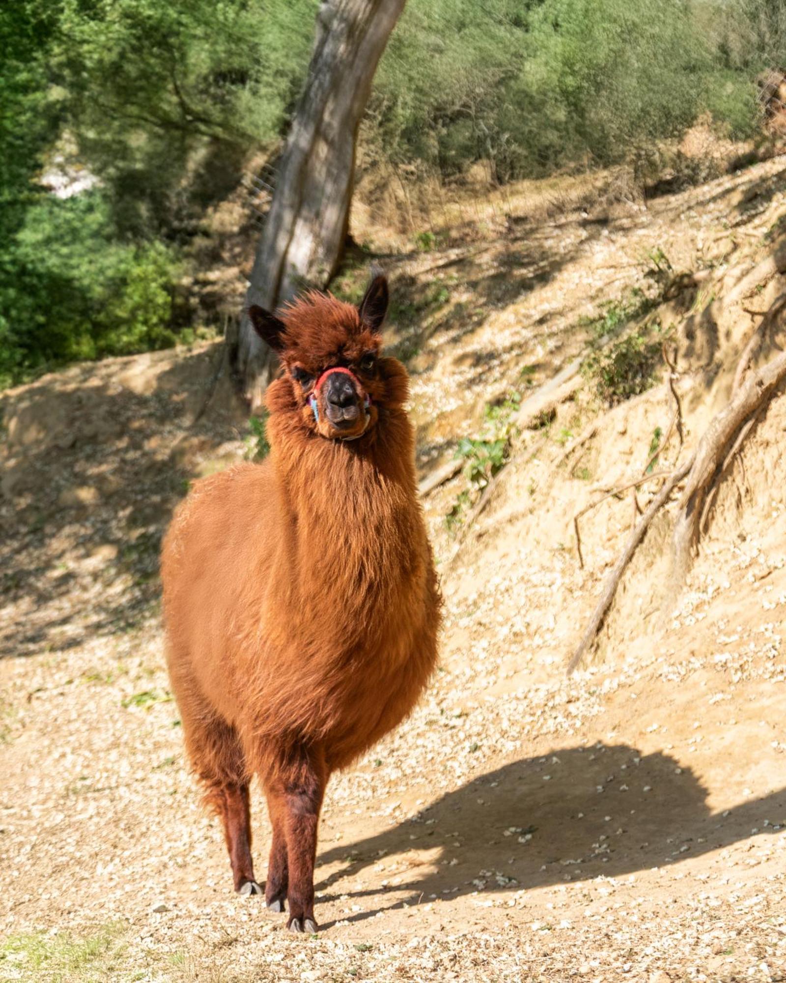 Alpaca Country House Pontedera Ngoại thất bức ảnh