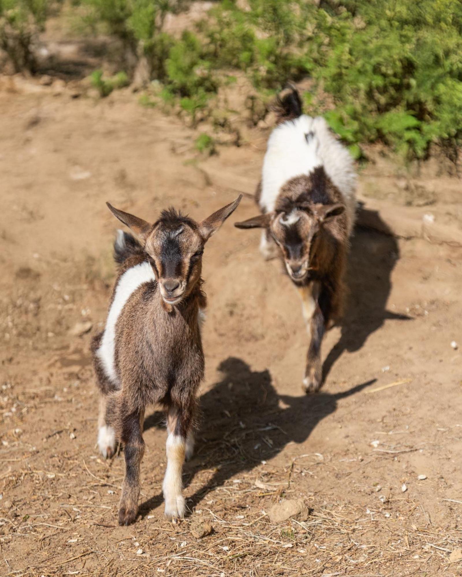 Alpaca Country House Pontedera Ngoại thất bức ảnh