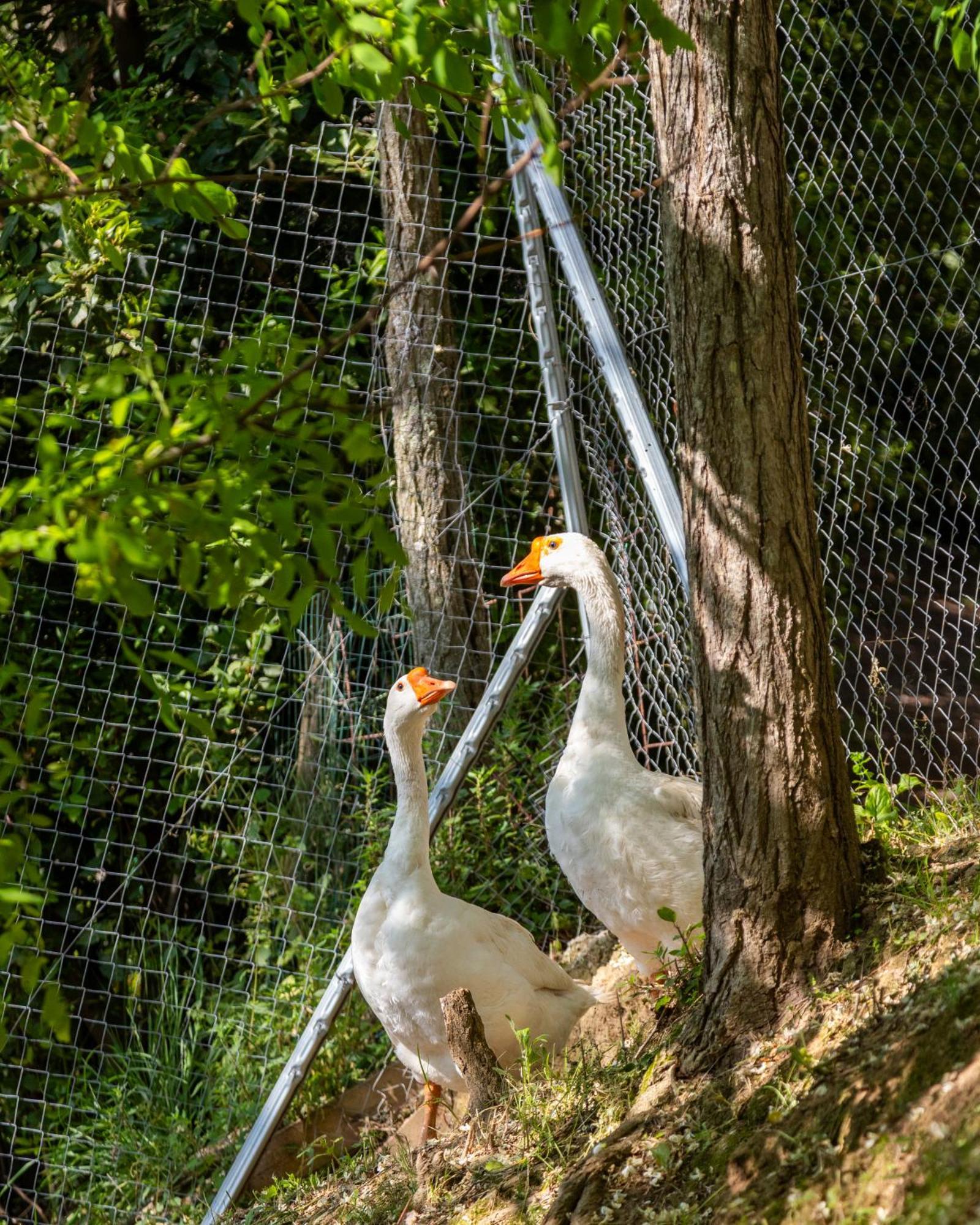 Alpaca Country House Pontedera Ngoại thất bức ảnh