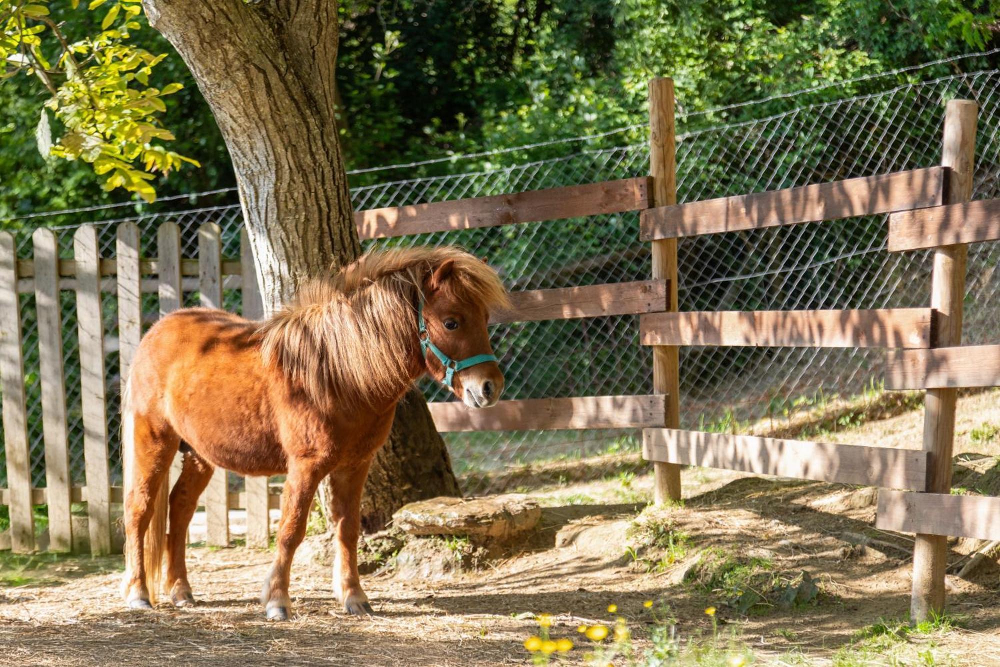 Alpaca Country House Pontedera Ngoại thất bức ảnh