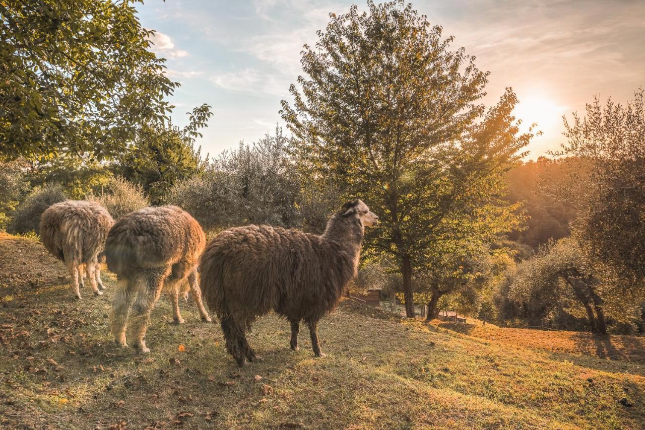 Alpaca Country House Pontedera Ngoại thất bức ảnh