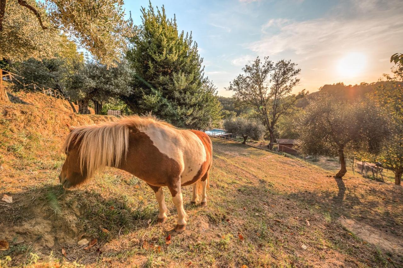 Alpaca Country House Pontedera Ngoại thất bức ảnh